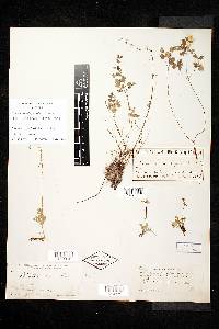 Thalictrum elegantulum image