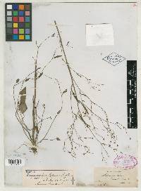 Ranunculus texensis image