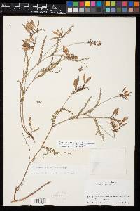 Astragalus pennellianus image