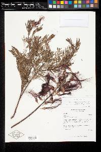 Image of Calliandra longipedicellata