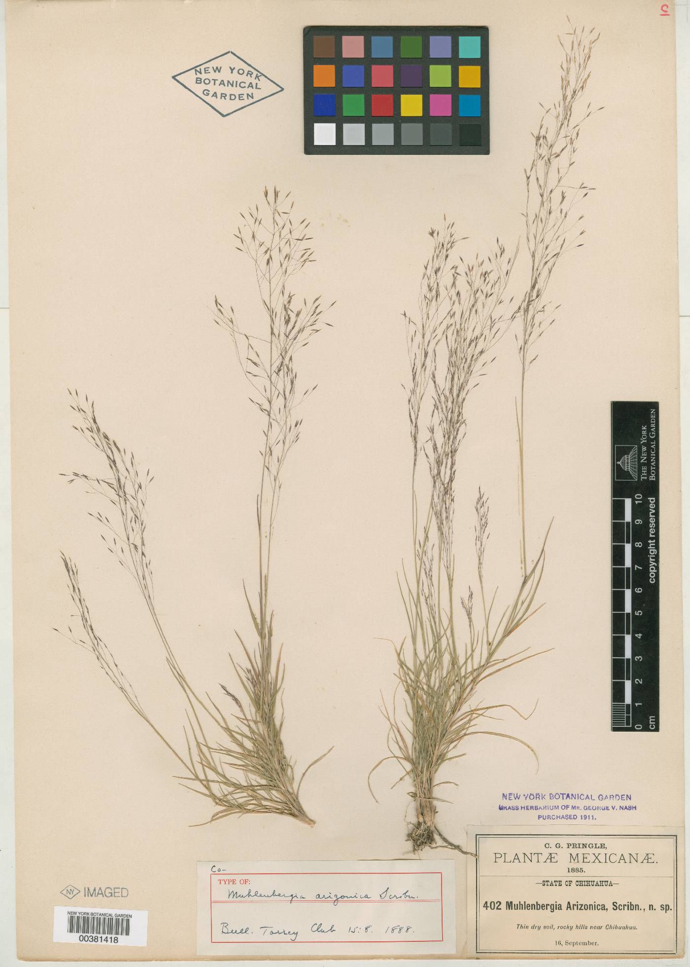 Muhlenbergia arizonica image