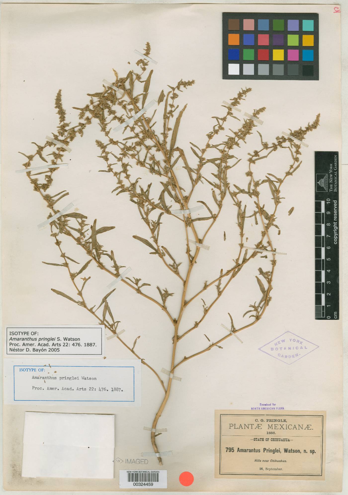 Amaranthus pringlei image