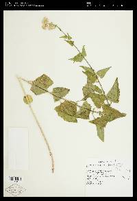 Brickellia grandiflora image