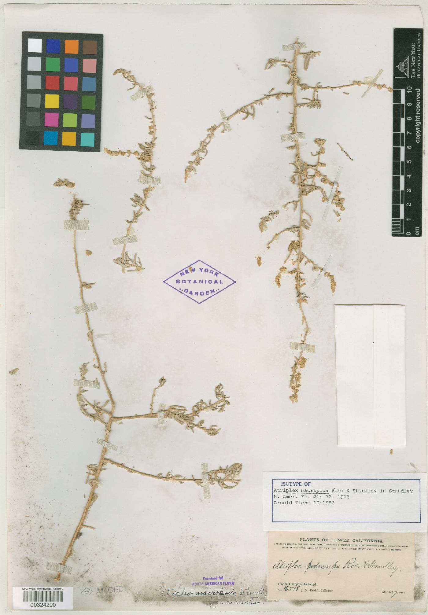 Atriplex macropoda image