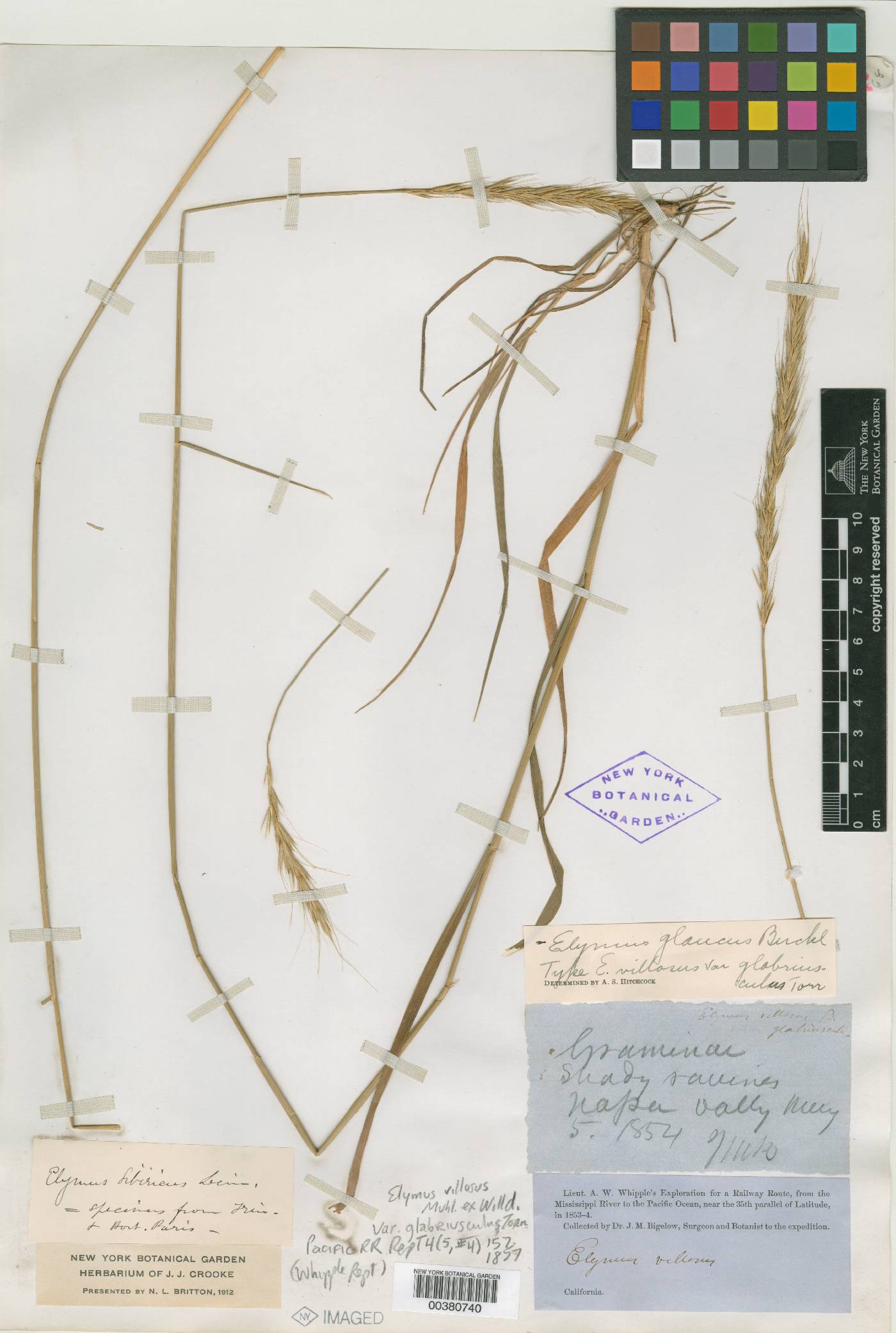Elymus villosus var. glabriusculus image