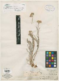 Horkelia sericoleuca image