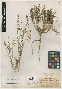 Tium egglestonii image