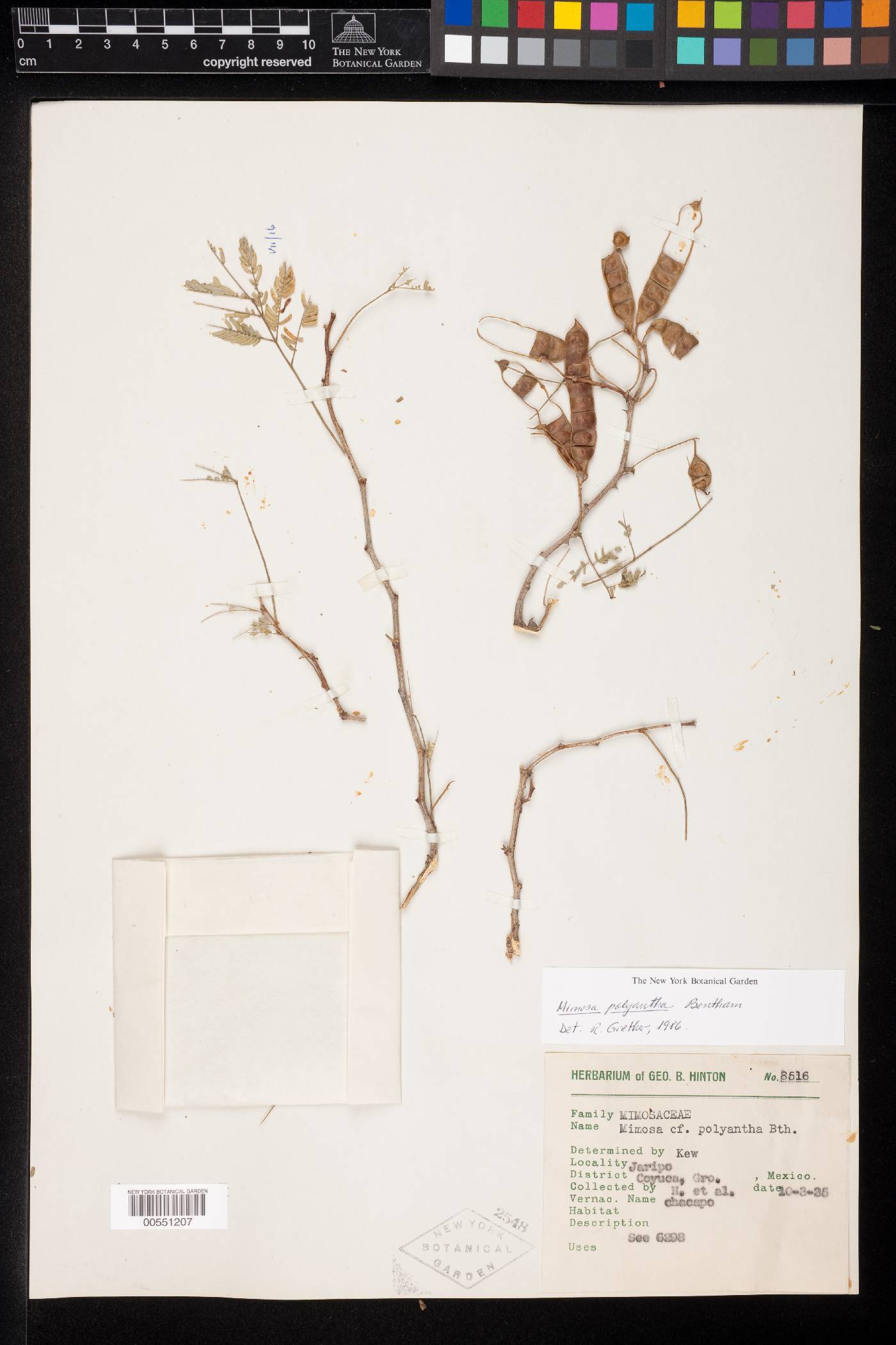 Mimosa polyantha image