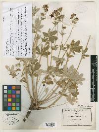 Potentilla atrorubens image