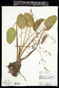 Alisma plantago-aquatica image