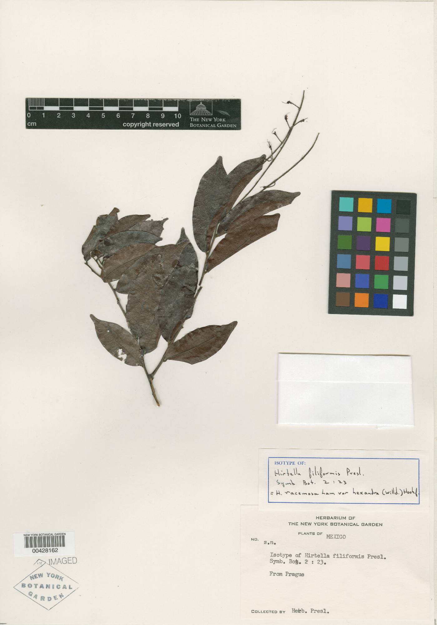 Chrysobalanaceae image