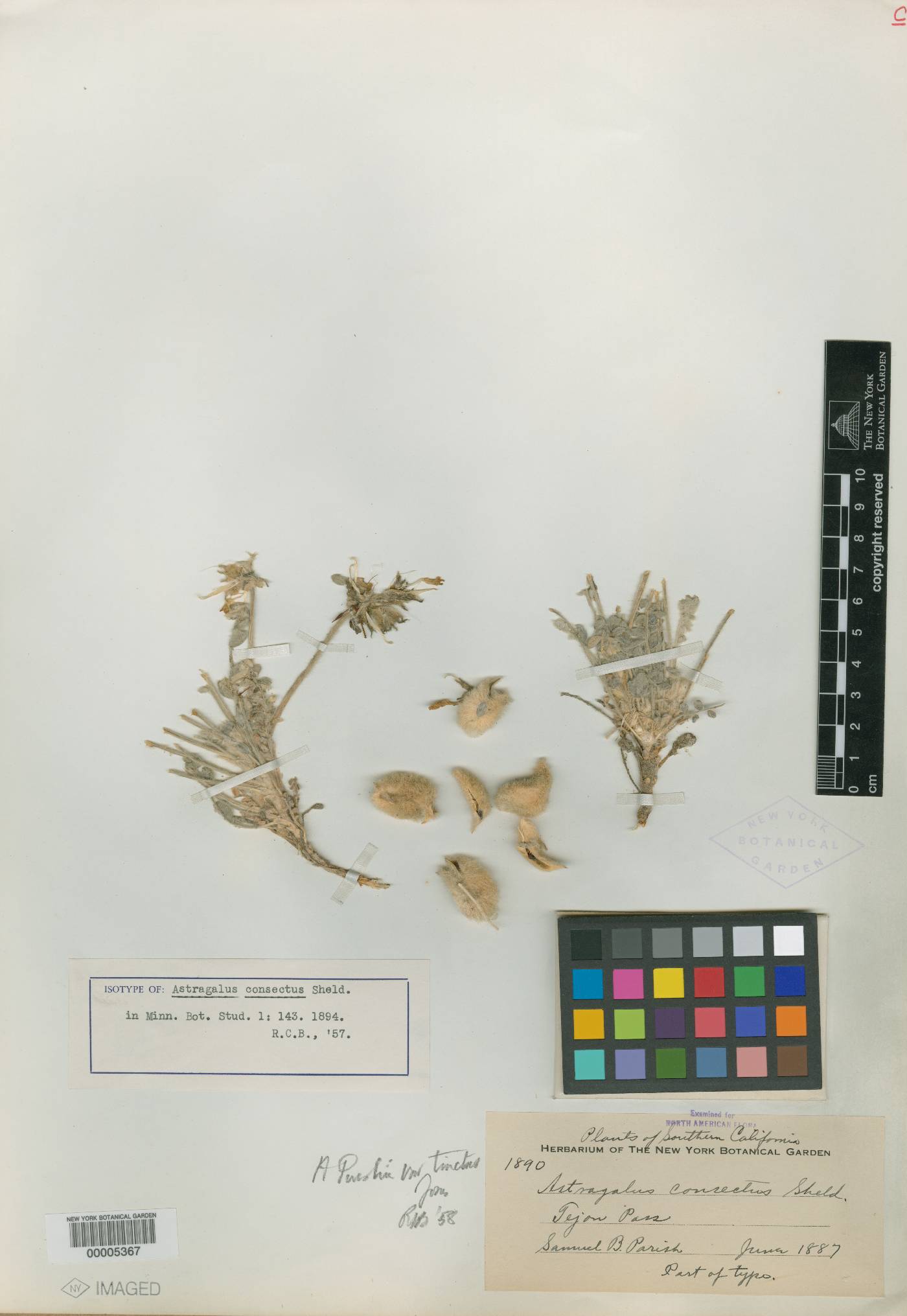 Astragalus consectus image