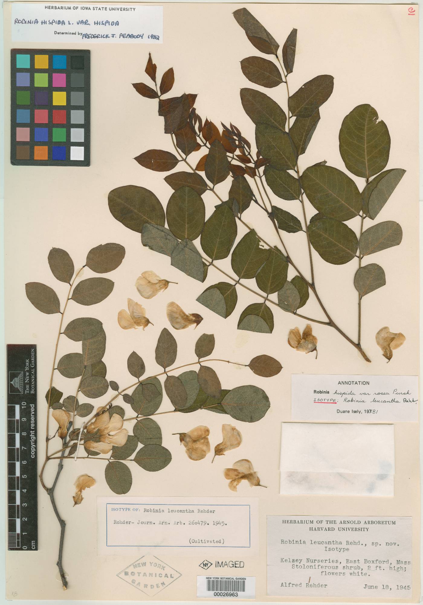 Robinia leucantha image