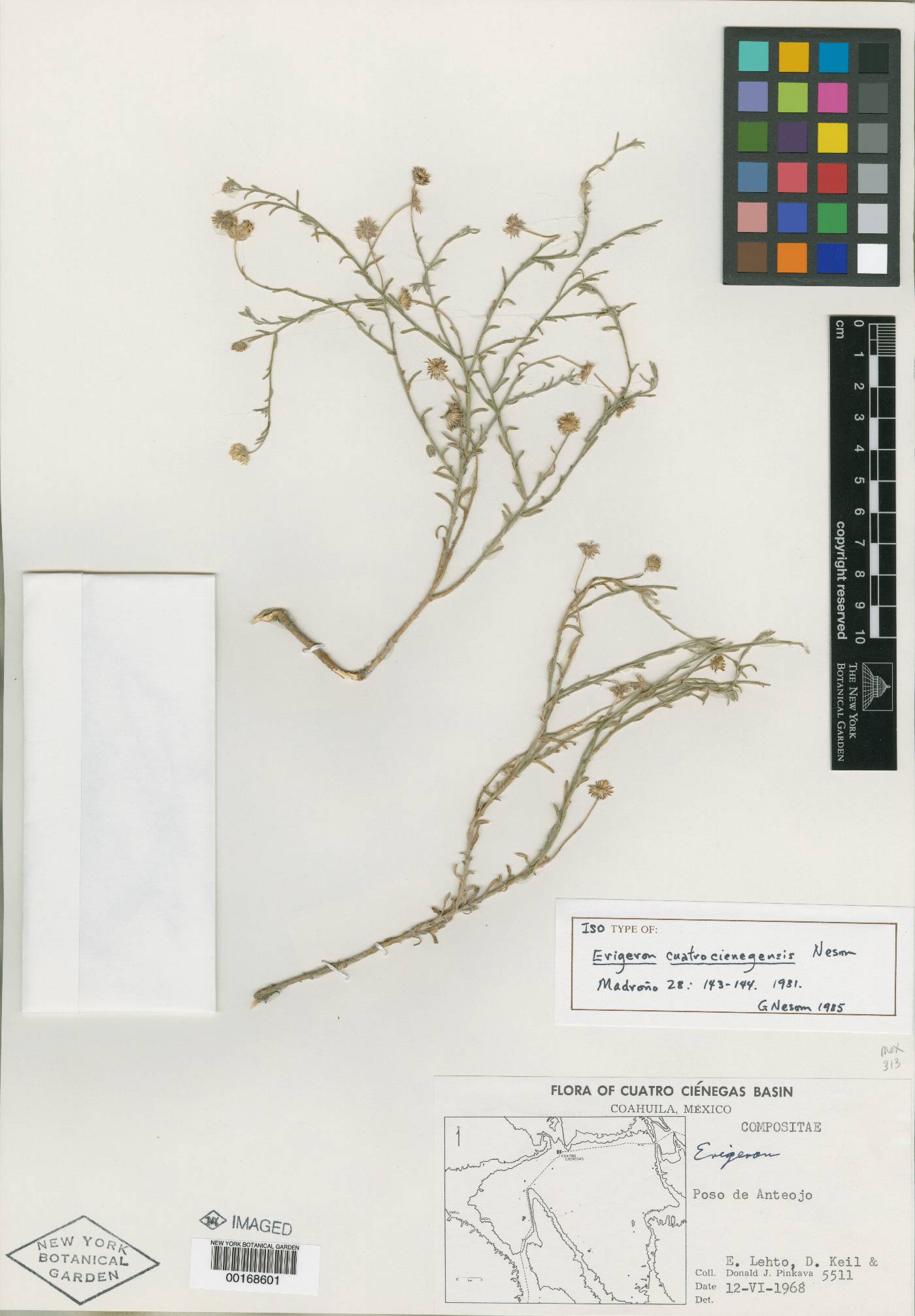 Erigeron cuatrocienegensis image