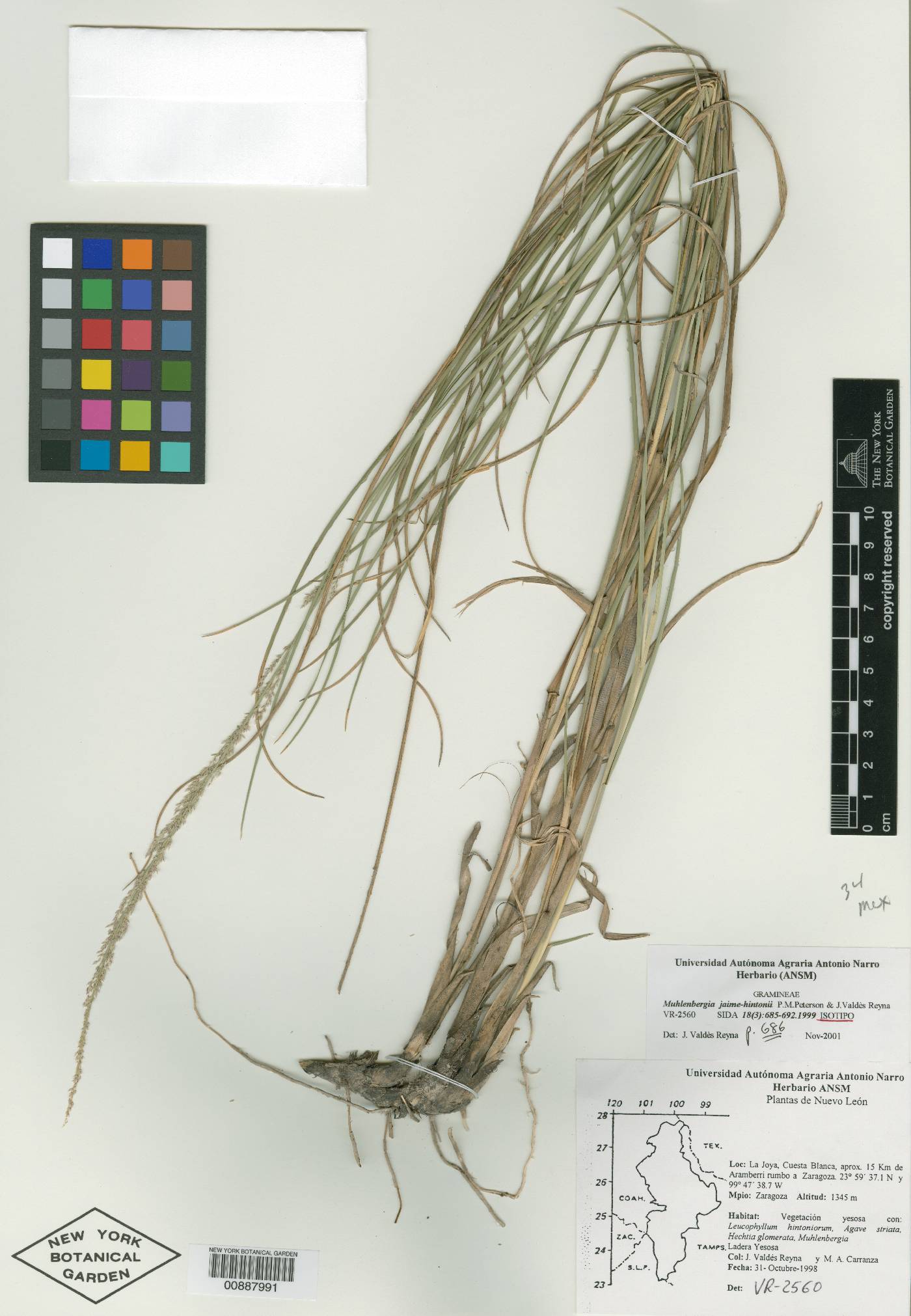 Muhlenbergia jaime-hintonii image