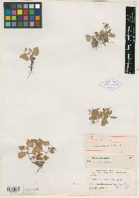 Viola tricolor subsp. subalpina image