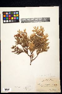 Thuja occidentalis image