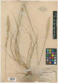 Stipa stillmanii image