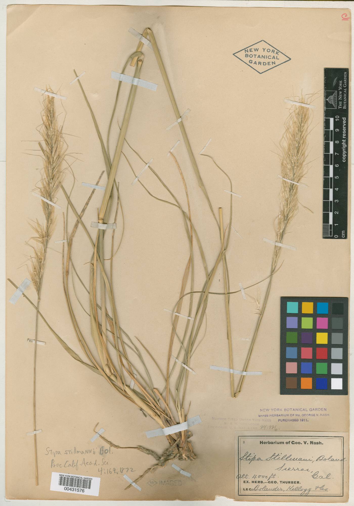 Stipa stillmanii image