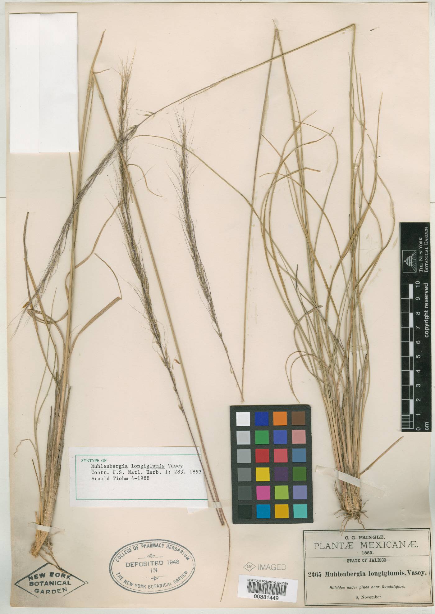 Muhlenbergia longiglumis image