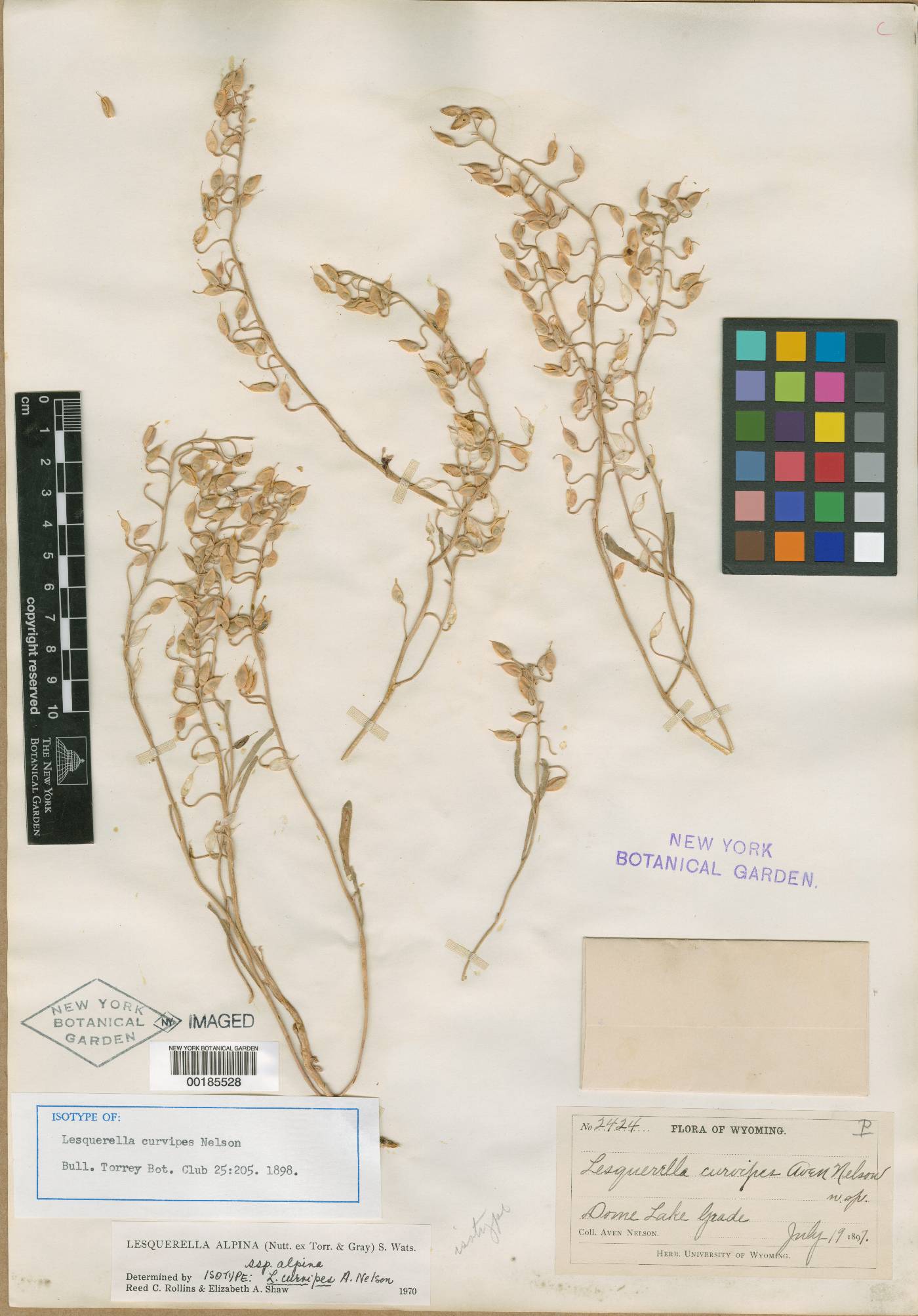 Physaria curvipes image