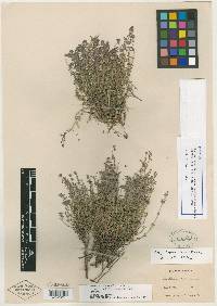 Hedeoma nana var. californica image