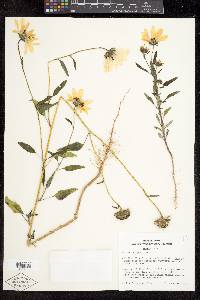 Helianthus petiolaris subsp. fallax image