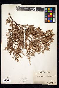 Thuja standishii image