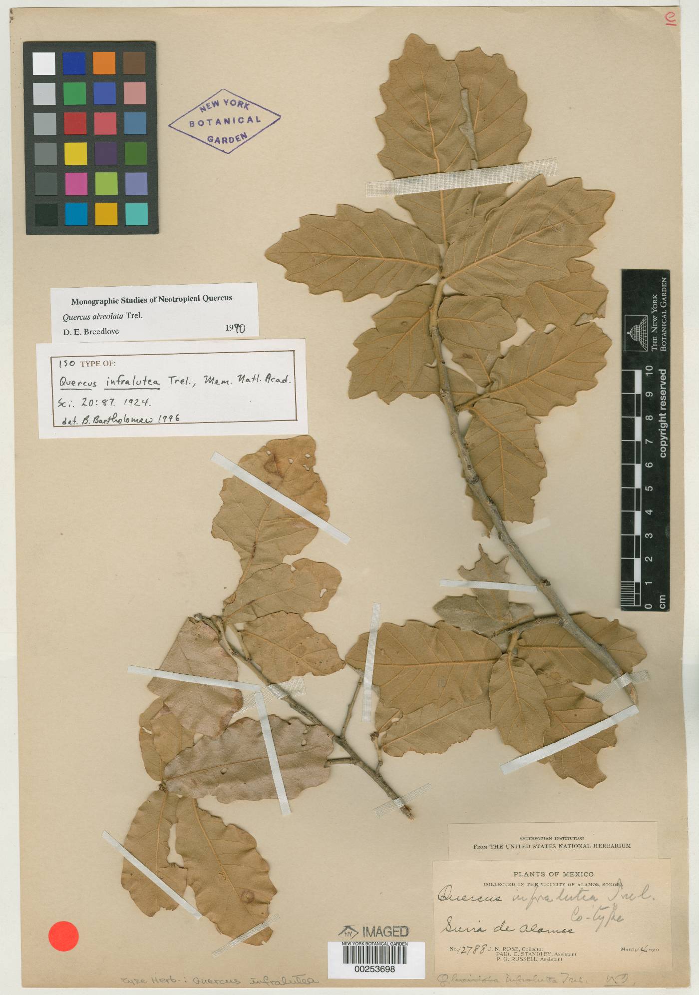 Quercus infralutea image