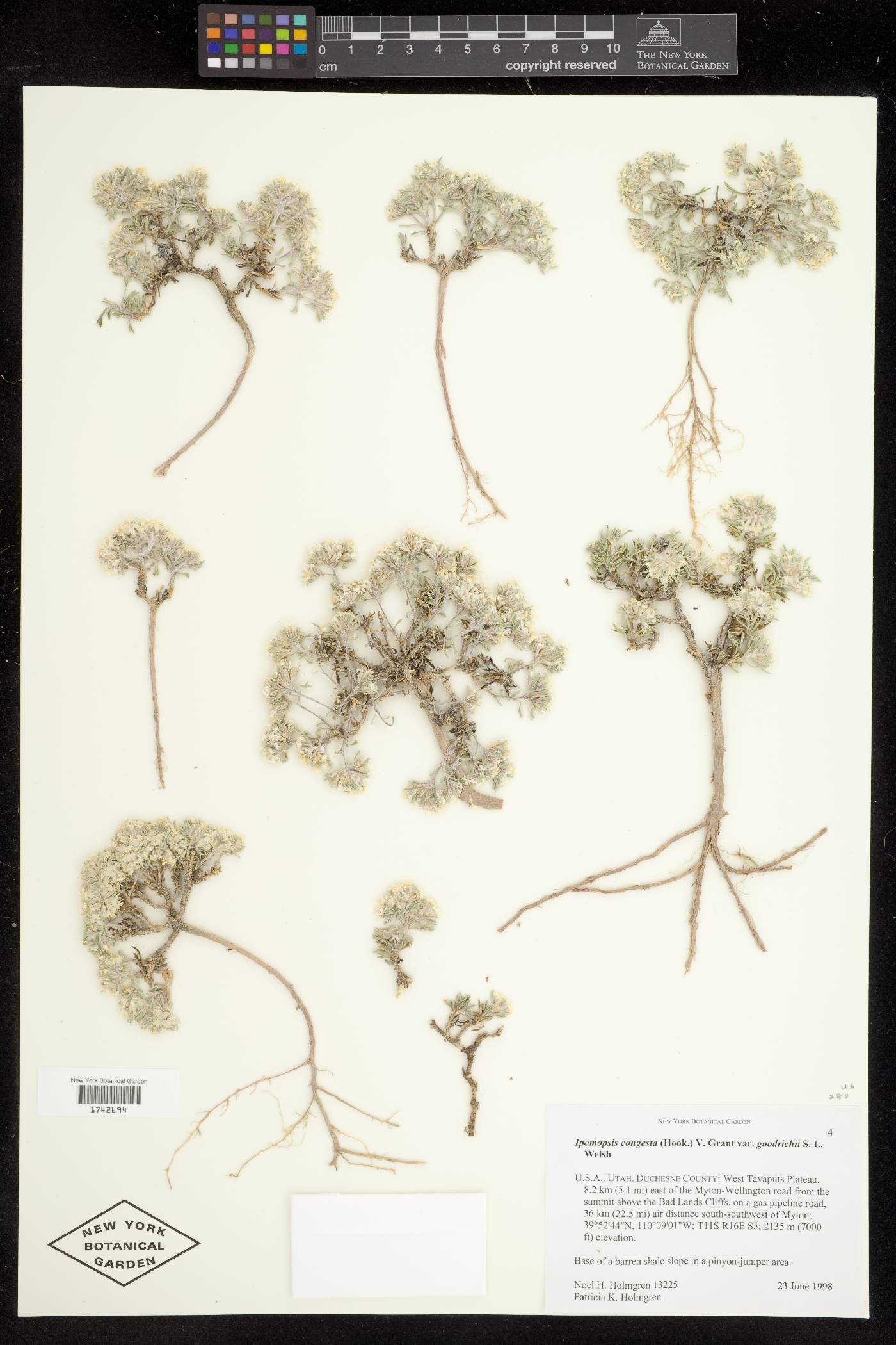 Ipomopsis congesta var. goodrichii image