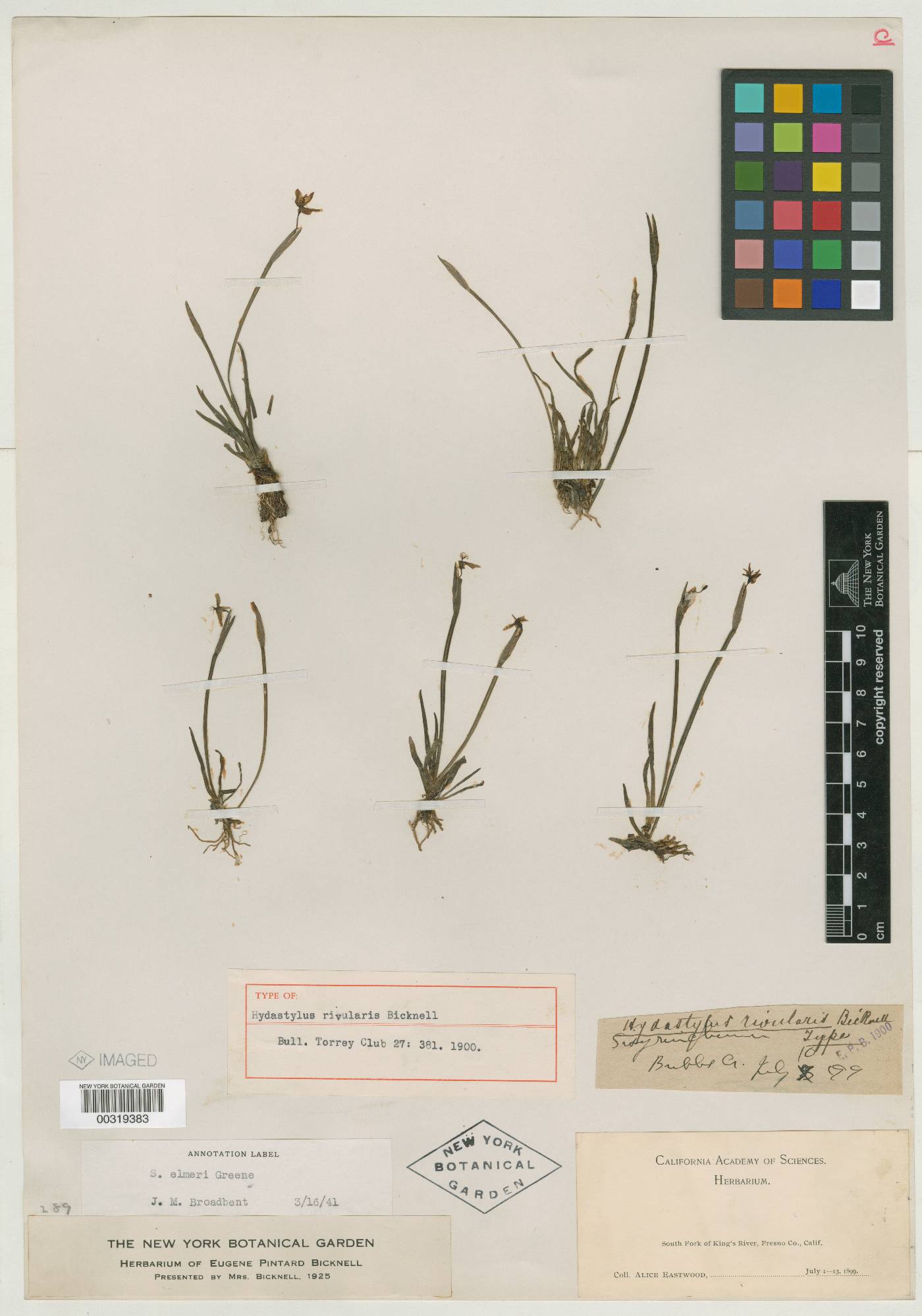 Hydastylus rivularis image