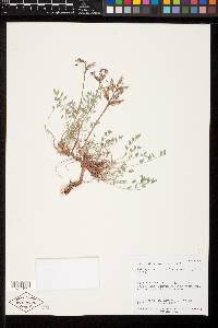 Astragalus zionis var. vigulus image