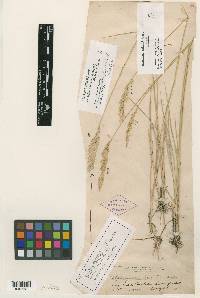 Elymus smithii image