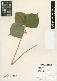 Trillium cernuum image