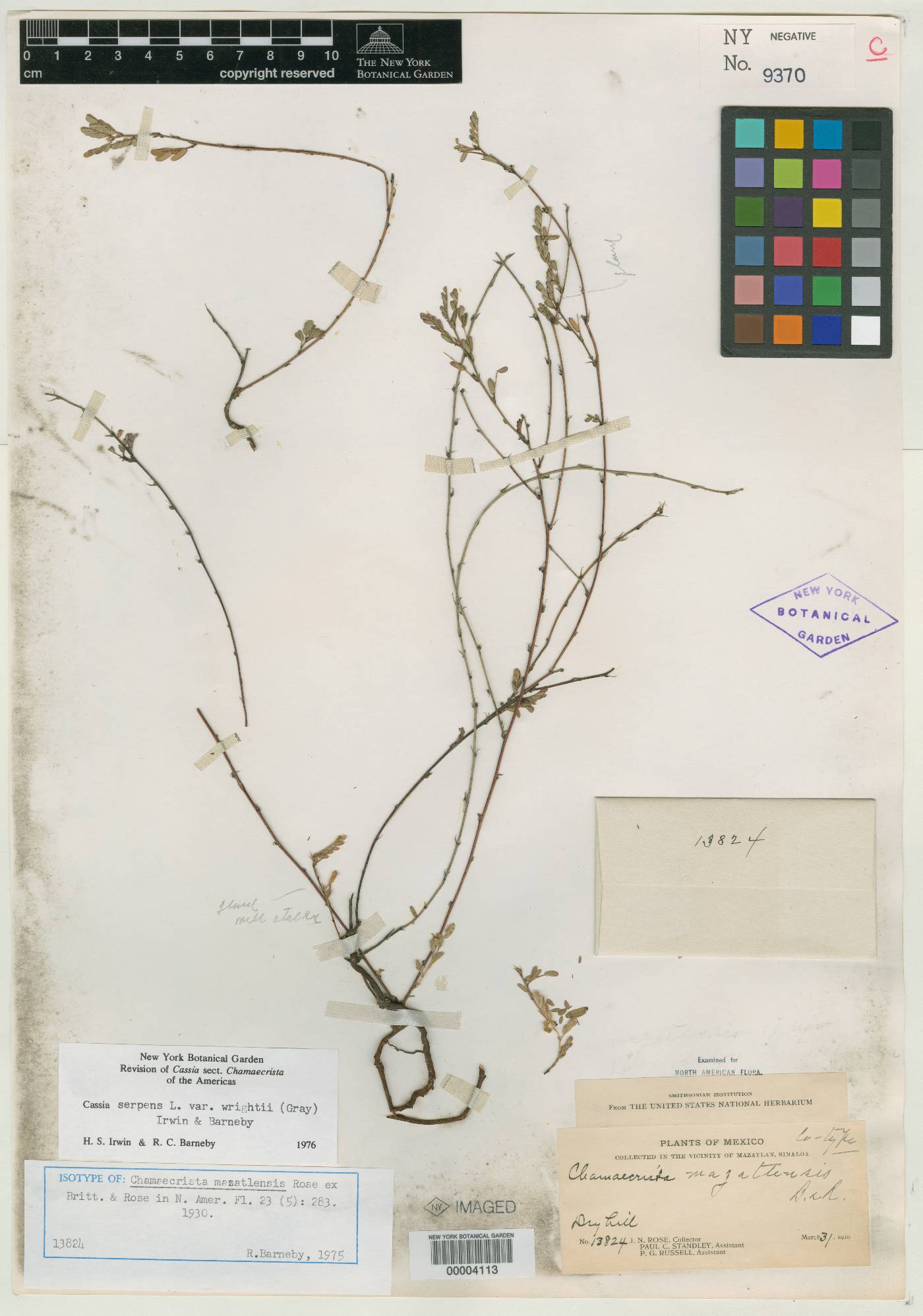 Chamaecrista serpens subsp. wrightii image