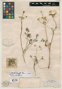 Cogswellia circumdata image