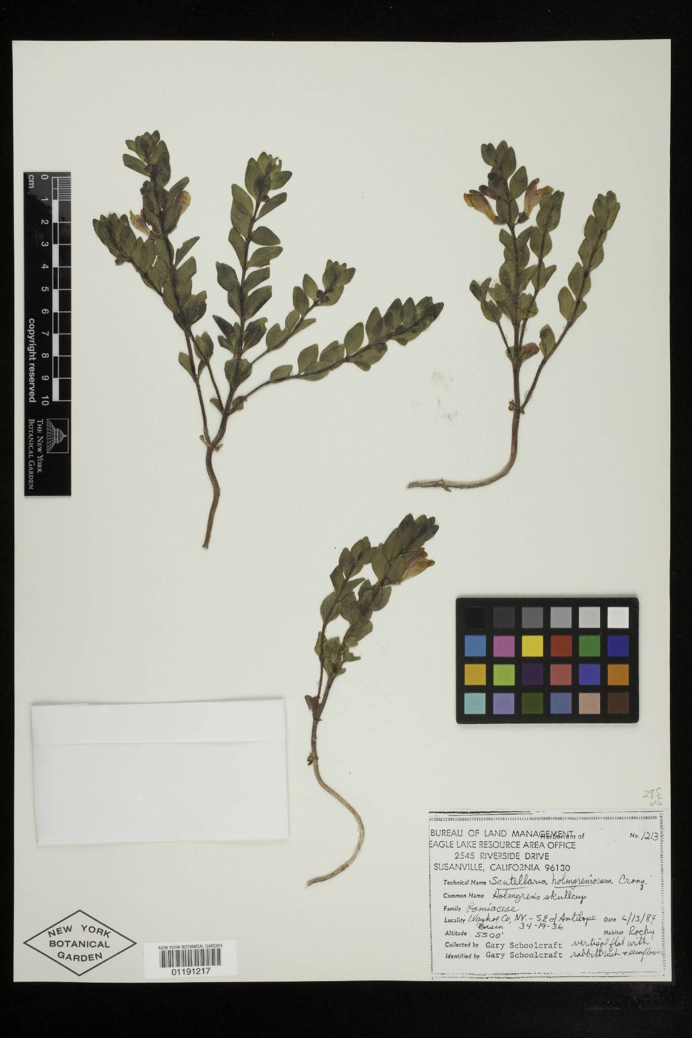 Scutellaria holmgreniorum image