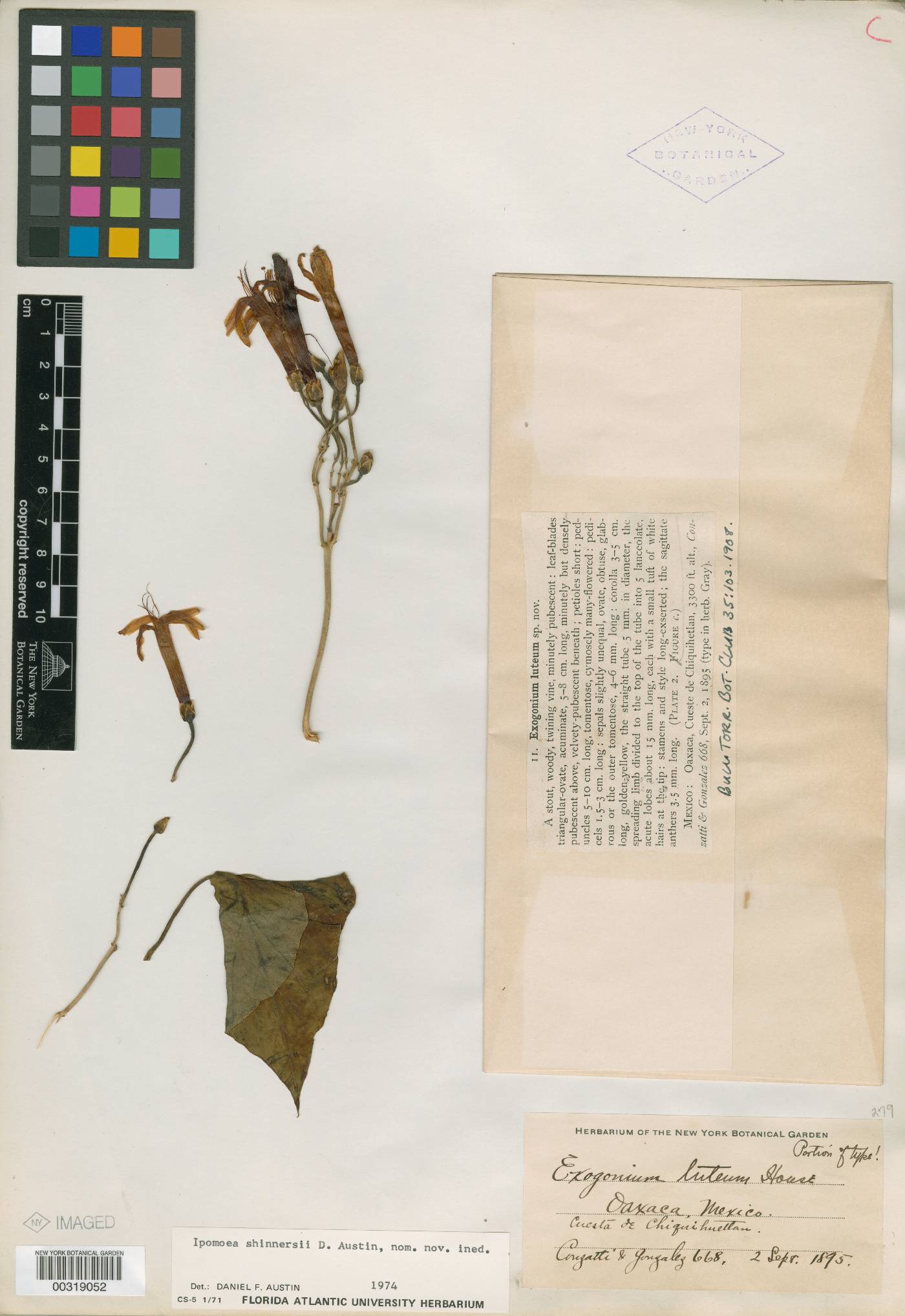 Ipomoea electrina image