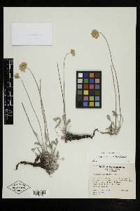 Eriogonum ovalifolium image