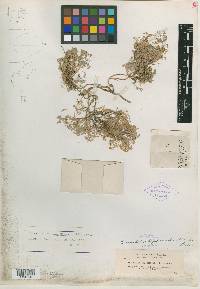 Astragalus tegetarioides image