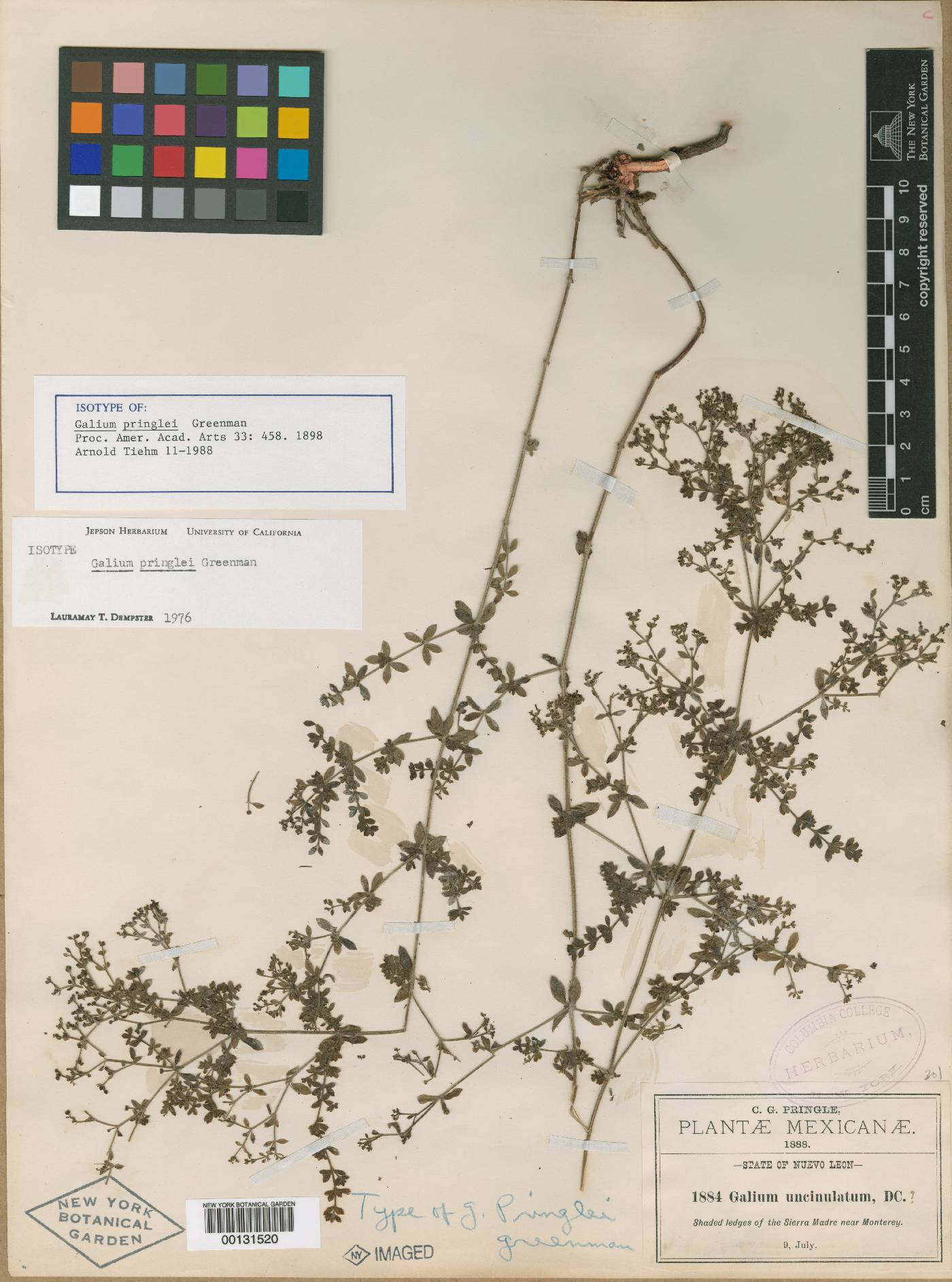 Galium pringlei image