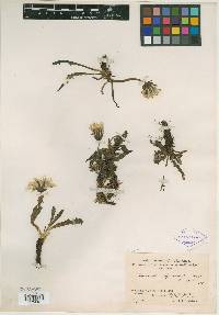 Image of Taraxacum hyperboreum