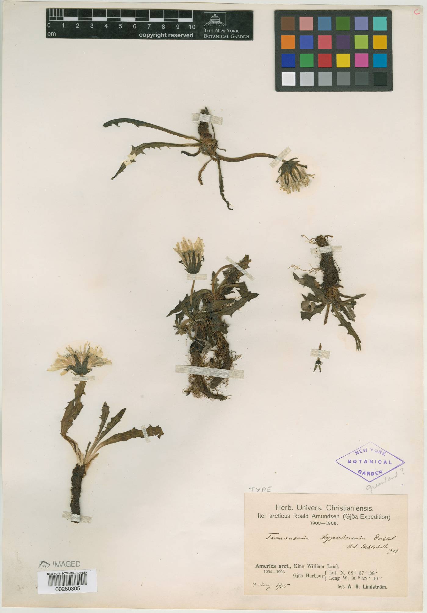 Taraxacum hyperboreum image