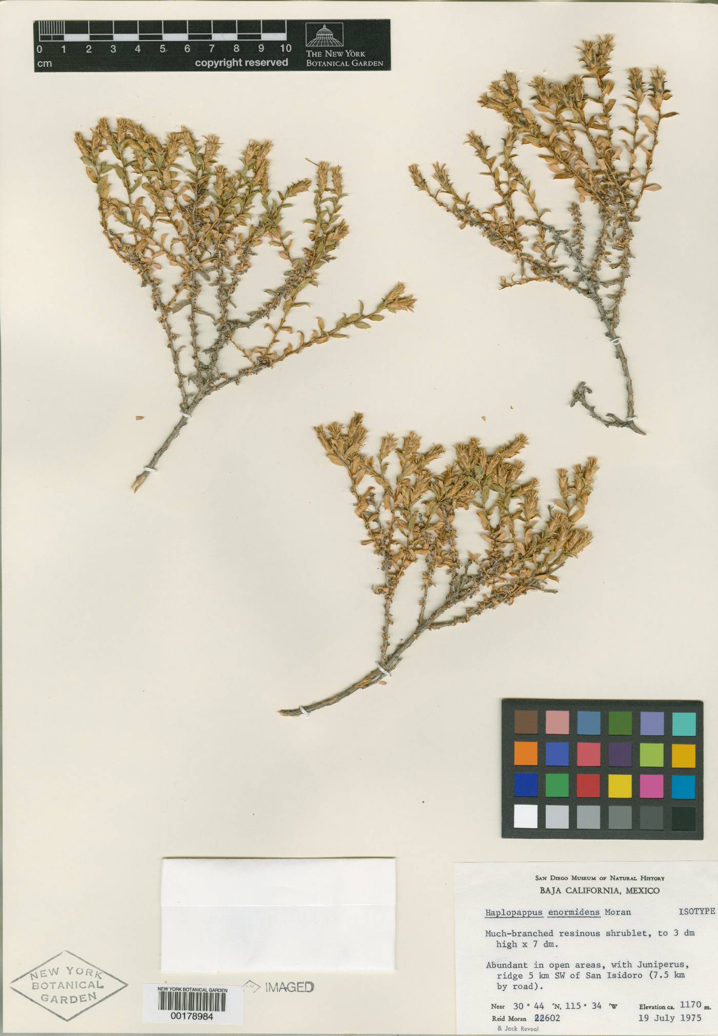 Haplopappus enormidens image