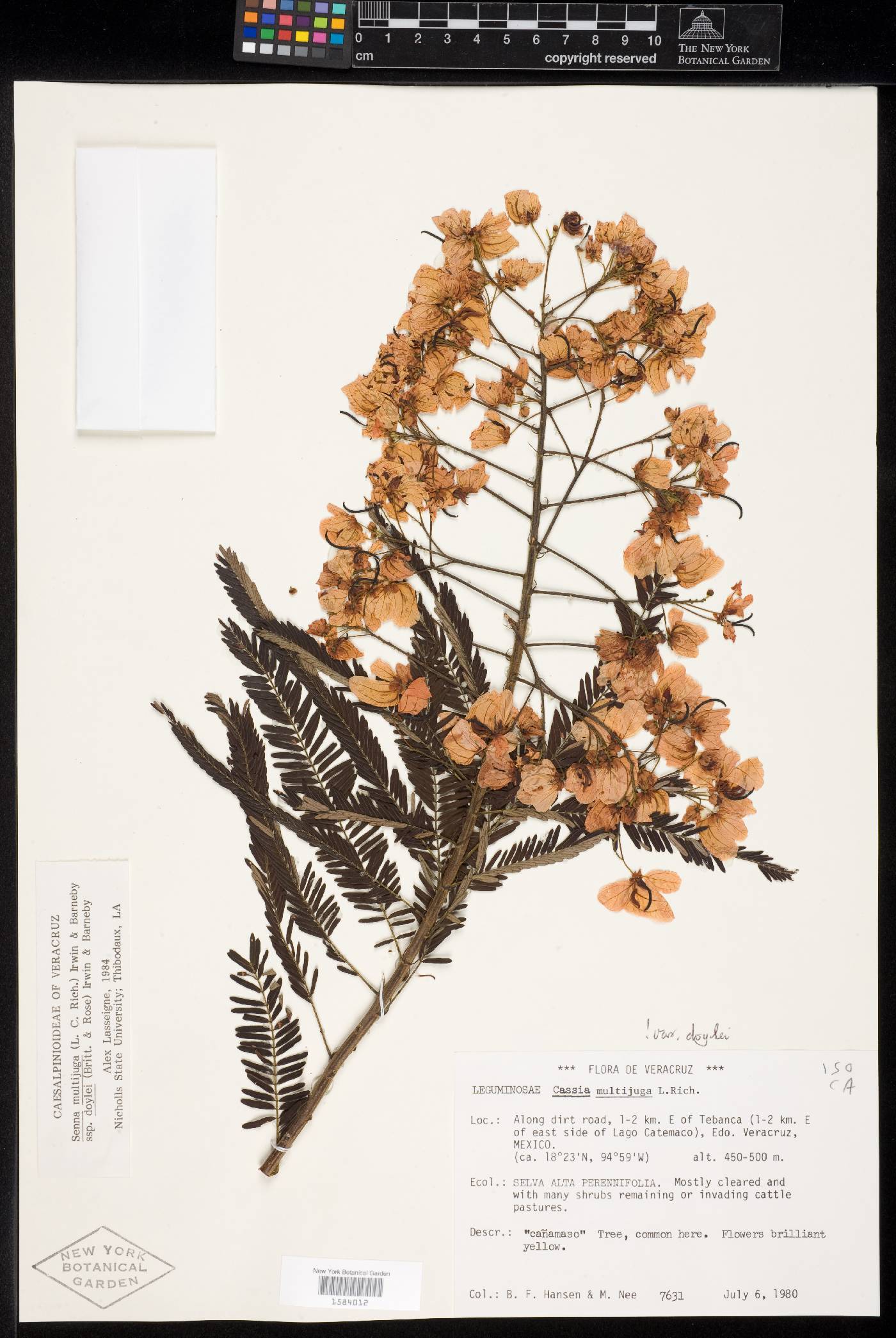 Senna multijuga subsp. doylei image