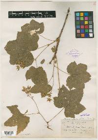 Rubus scopulorum image