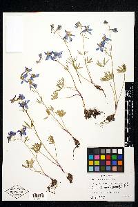 Delphinium nuttallianum image