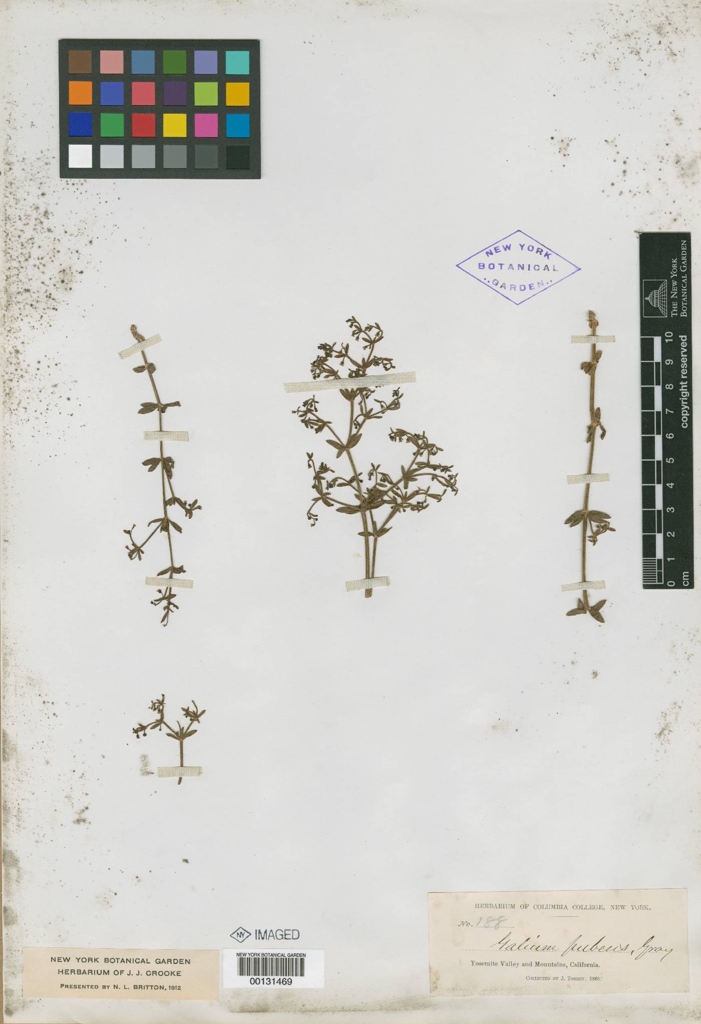 Galium pubens image