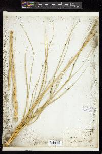 Spartina gracilis image