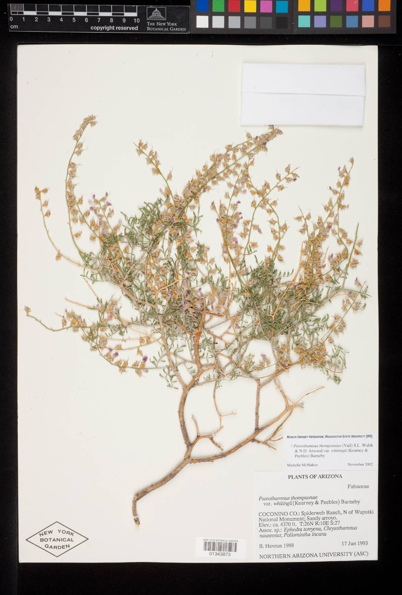 Psorothamnus thompsonae var. whitingii image